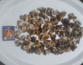 Продам грибочки белые Боровик